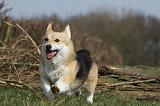 CORGI PEMBROKE 882